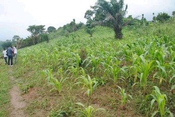 Agribusiness